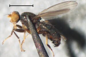 Trixoscelididae